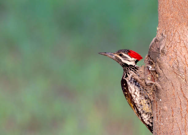 istock bird on the tree in blur green background 1407445626