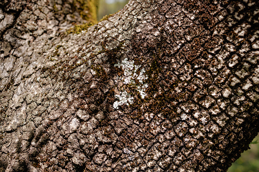 Close-up on dark brown cracked tree bark with white lichen stain on the surface and moss, texture resembling reptile skin