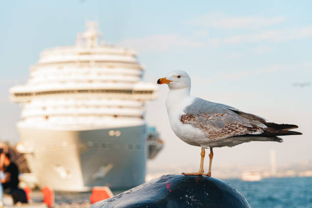 istock Seagull bird standing on the seashore rock in Istanbul. 1407447026