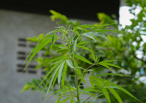 istock Fresh cannabis indica.This Plant is Herbal Medicine 1407447394