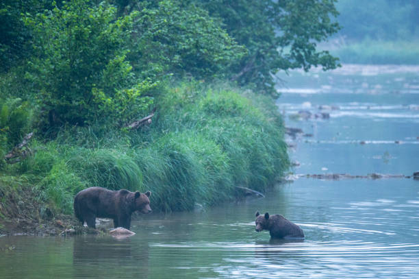 istock Brown Bear (Ursus arctos). Bieszczady, Carpathians, Poland. 1407448150