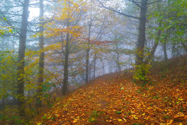 istock misty autumn forest on mount slope 1407448158