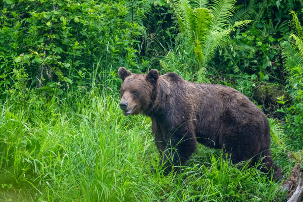 istock Brown Bear (Ursus arctos). Bieszczady, Carpathians, Poland. 1407448694