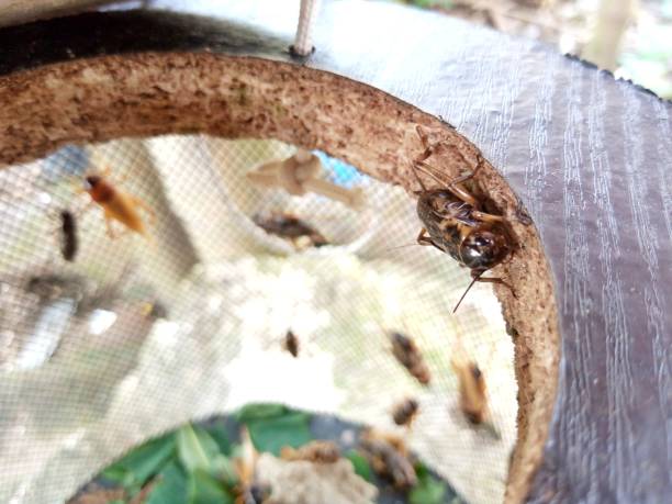 crickets (Gryllidae) are insects that are closely related to grasshoppers, have small cylindrical bodies, almost round heads and long, thread-like barbels. Crickets are omnivores, known for their distinctive sound, which is produced by male crickets los grillos (gryllidae) son insectos que están estrechamente relacionados con los saltamontes, tienen pequeños cuerpos cilíndricos, cabezas casi redondas y barbillas largas en forma de hilo. los grillos son omnívoros, conocidos por su sonido distintivo