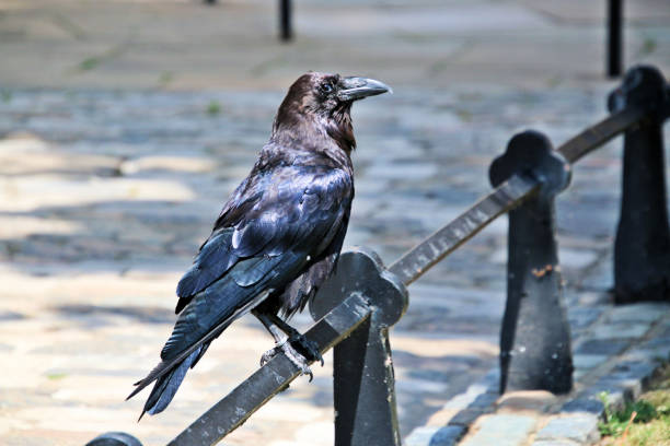 istock A close up of a Raven 1407451845