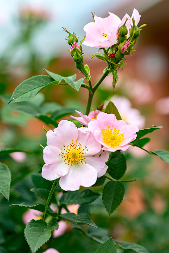 May rose, known as Rosa majalis or Rosa cinnamomea is pink, medicinal, flowering, deciduous shrub plant, selective focus.