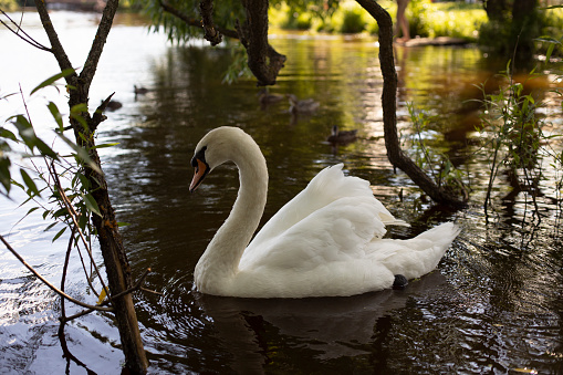 Two white swans swimming on a calm lake.