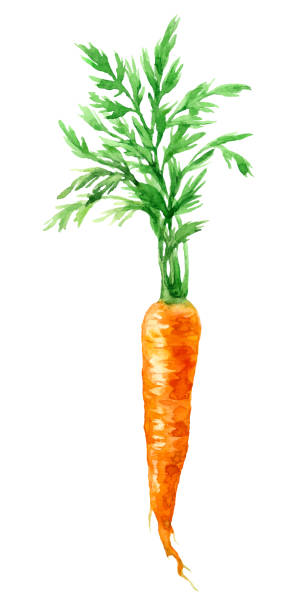 акварель морковь выделена на белом фоне - carrot isolated white carotene stock illustrations