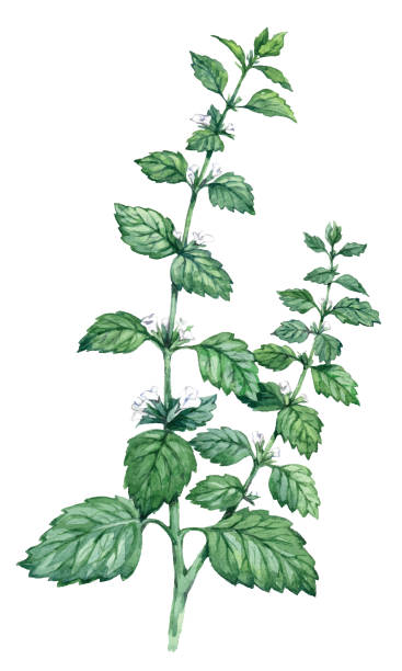 акварель мелисса выделена на белом фоне - lemon balm stock illustrations