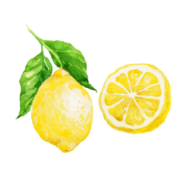 aquarell zitronenfrucht isoliert auf weißem grund - lemon stock-grafiken, -clipart, -cartoons und -symbole