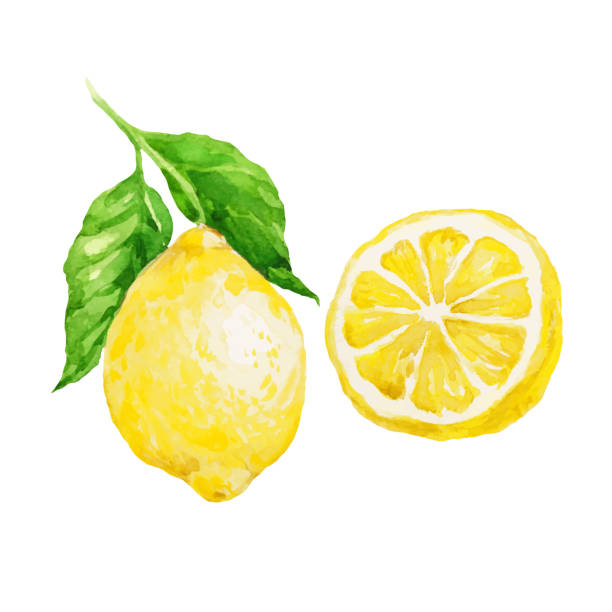 illustrations, cliparts, dessins animés et icônes de aquarelle fruit de citron isolé sur fond blanc - lemon