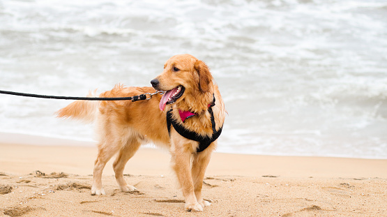 a beautiful golden retriever dog wearing a dog harness and a leash standing on sand in a beach in an evening at summer