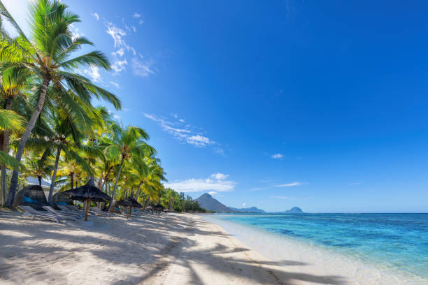 Palm trees in tropical beach in tropical resort