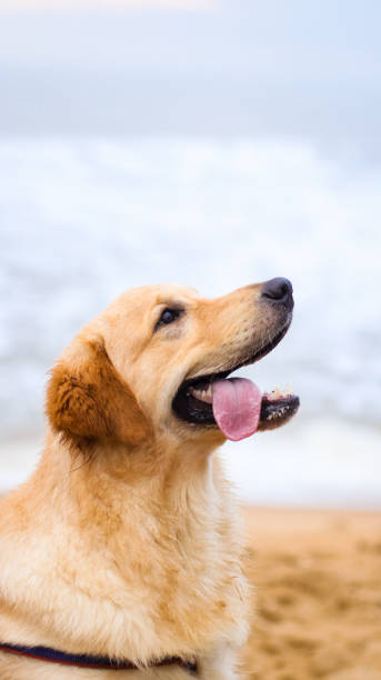 istock a golden retriever dog looking up 1407454425