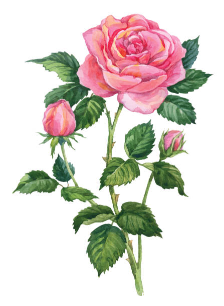 33,700+ Rose Bud Illustrations, Royalty-Free Vector Graphics & Clip Art ...