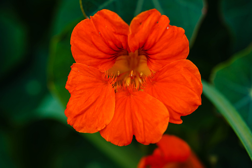 orange flowering nasturtium in the home garden