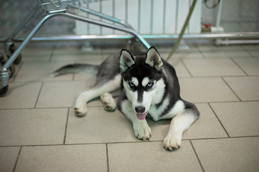 Dog in shop. Pet is waiting for owner. Dog of Husky breed. Animal lies on floor.