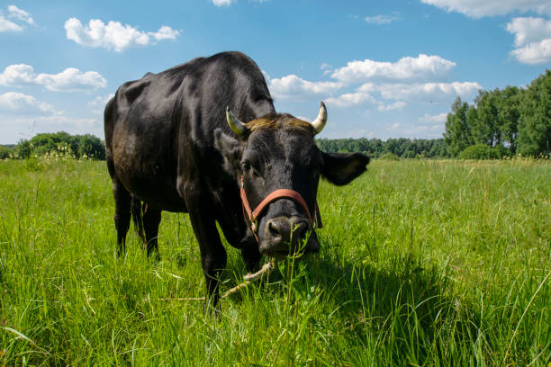 istock A cow in a green meadow. 1407455944