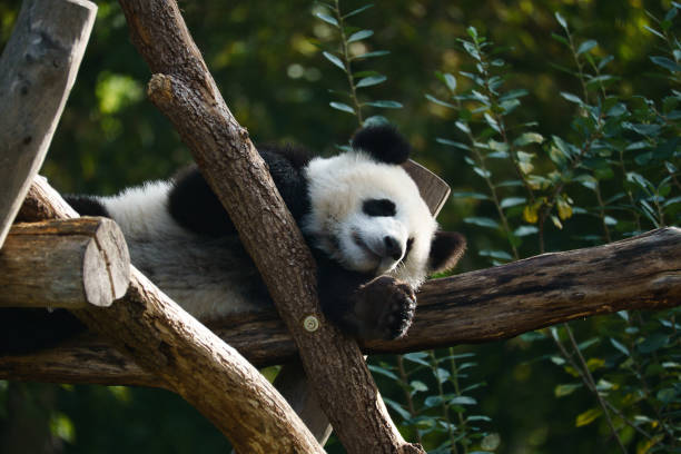 istock Giant panda lying on tree trunks in the high. Endangered mammal from China. Nature 1407456184