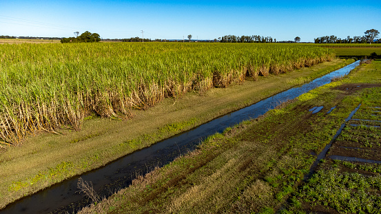 Sugar cane aerial abstract with irrigation channels