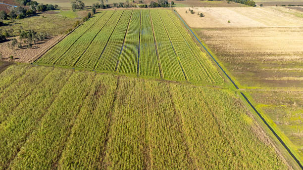 istock Sugar cane aerial abstract 1407457187