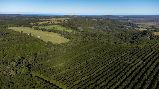 Aerial view over macadamia nut trees and farmland