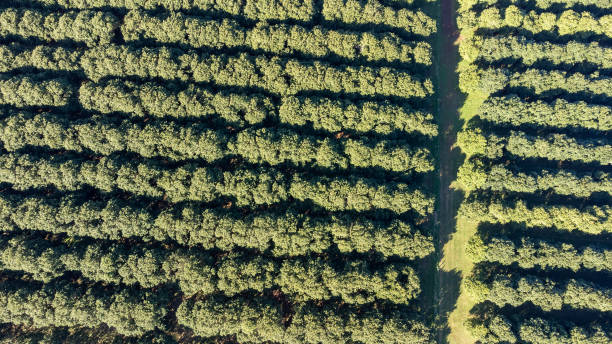 istock Aerial view over macadamia nut trees in a plantation 1407460248