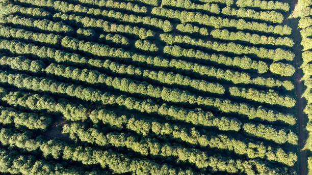 istock Aerial view over macadamia nut trees in a plantation 1407460249