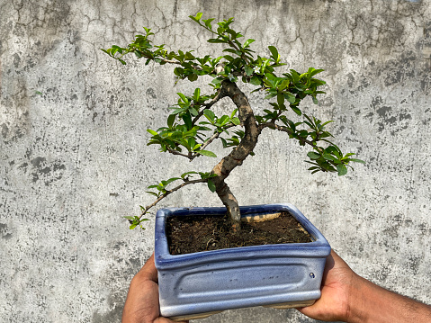 Stock photo showing close-up view of a Fukien tea tree (Carmona retusa) bonsai that is being held in hands of an unrecognisable person. This plant is also known as the Philippine tea tree and is popularly cultivated as an indoor bonsai tree.