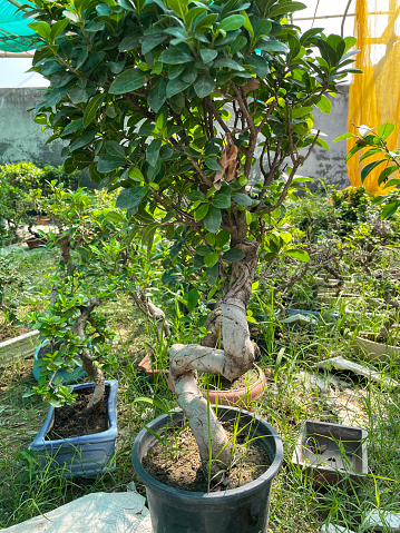 Stock photo showing close-up view of a fig tree (Ficus) bonsai that is being held in hands of an unrecognisable person. This miniature tree is being offered for sale at a bonsai nursery / garden centre.