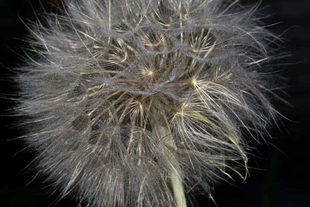 istock dandelion seeds on a black background 1407460550