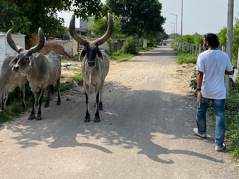 Stock photo showing a herd of Kankrej, an Indian breed of zebuine cattle, roaming free around Indian urban area to find food. Zebu cattle are characterised by a fatty hump on their withers, large dewlap and loose skin. They considered sacred so are only used for their milk or as draft animals.