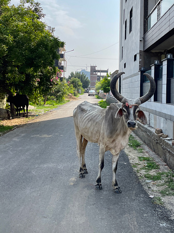 Stock photo showing a herd of Kankrej, an Indian breed of zebuine cattle, roaming free around Indian urban area to find food. Zebu cattle are characterised by a fatty hump on their withers, large dewlap and loose skin. They considered sacred so are only used for their milk or as draft animals.