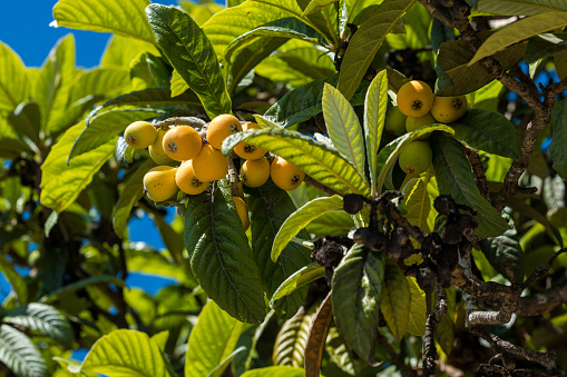 Loquat fruits (Eriobotrya japonica) on the tree. Fruits of loquat on a branch with leaves, home-growing