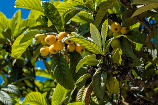 Eriobotrya japonica fruits. Close up loquat fruits and tree in nature - fotografia de stock