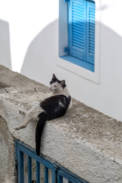 istock Island cats of Greece 1407462995