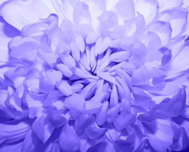 Purple or lilac Chrysanthemum Flowerbackground. Happy Birthday, Mother's Day, International Women Day greeting card, holiday background. Very Peri.