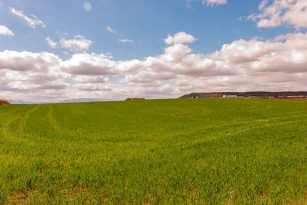 Freshly planted green cereal field with blue sky and clouds, with mountains in the background and combine wheel marks.