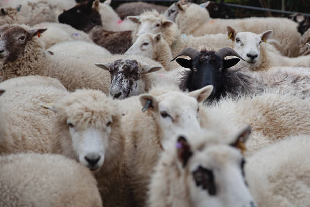 istock One black sheep amongst a herd of whites 1407466229