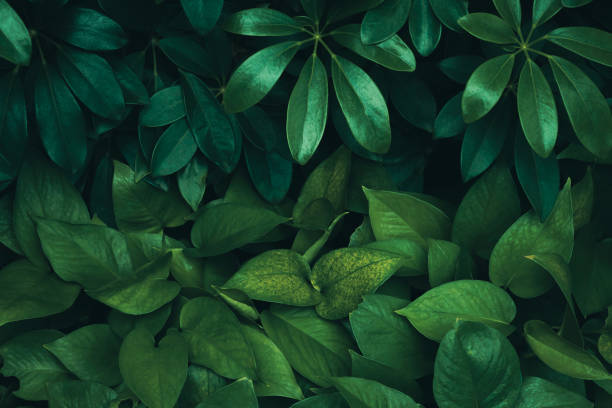 istock Dark green tropical leaf group background panoramic background concept of nature 1407468604