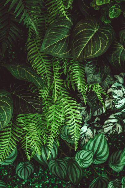 istock Dark green tropical leaf group background panoramic background concept of nature 1407468617