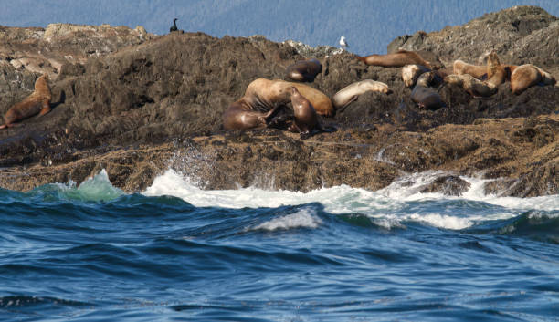 istock Seals basking on a rock at sea 1407469784