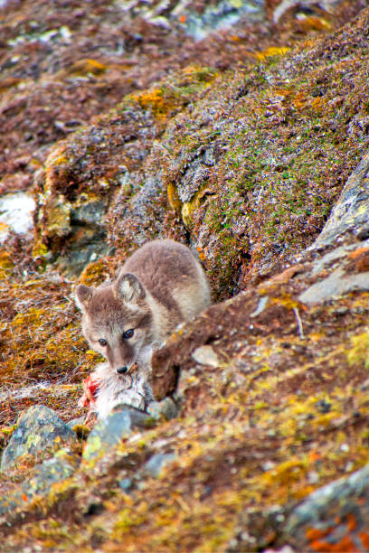 Arctic Fox, Vulpes lagopus, Signehamna Harbor, Nordvest-Spitsbergen National Park, Krossfjord, Arctic, Spitsbergen, Svalbard, Norway, Europe