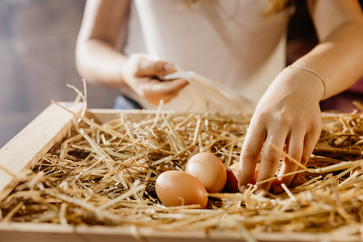 Female farmer picking chicken eggs from hay