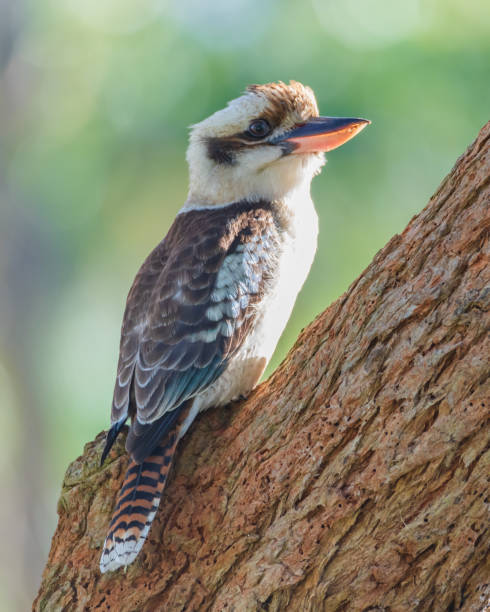 istock Laughing Kookaburra on a gum tree branch 1407472757