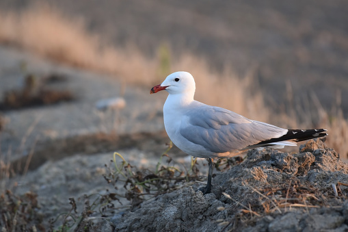 Audouin's gull (Ichthyaetus audouinii) is a large gull restricted to the Mediterranean and the western coast of Saharan Africa and the Iberian Peninsula.
