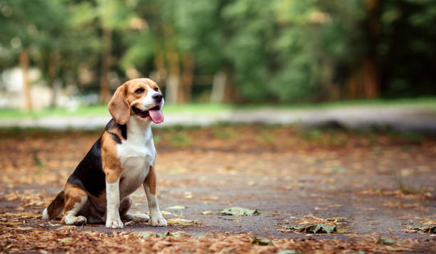 brown dog beagle sitting on path in autumn natural park location among orange yellow fallen leaves. summer, autumn time. wallpaper and copy space. - leaf autumn falling tree imagens e fotografias de stock