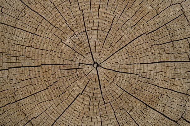 istock natural patterned interior of a cut old tree, background 1407474181