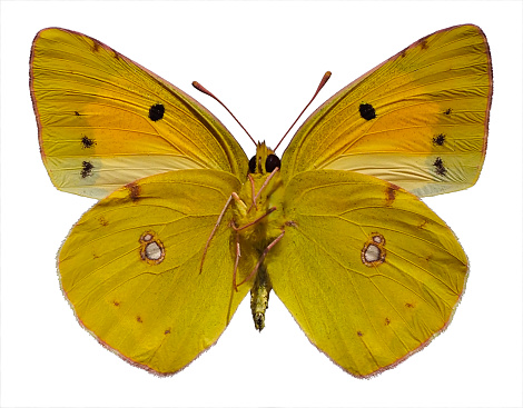 Colias croceus or clouded yellow butterfly (Colias crocea) isolated on white background and seen from below