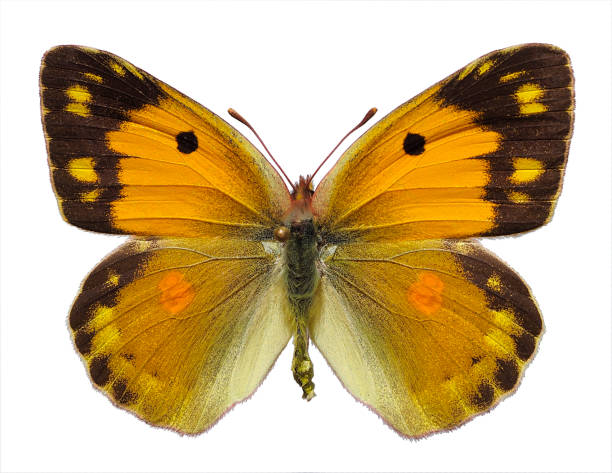 istock Female Colias butterfly isolated on white background 1407475245